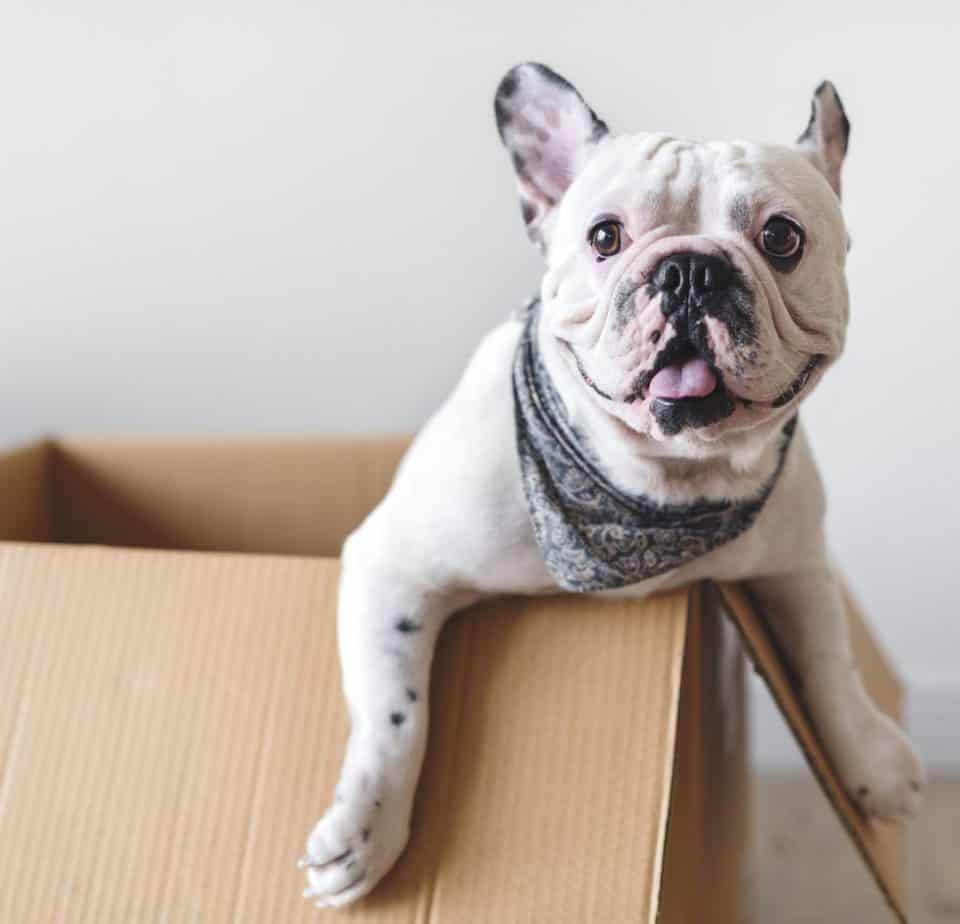 Frenchie in a box