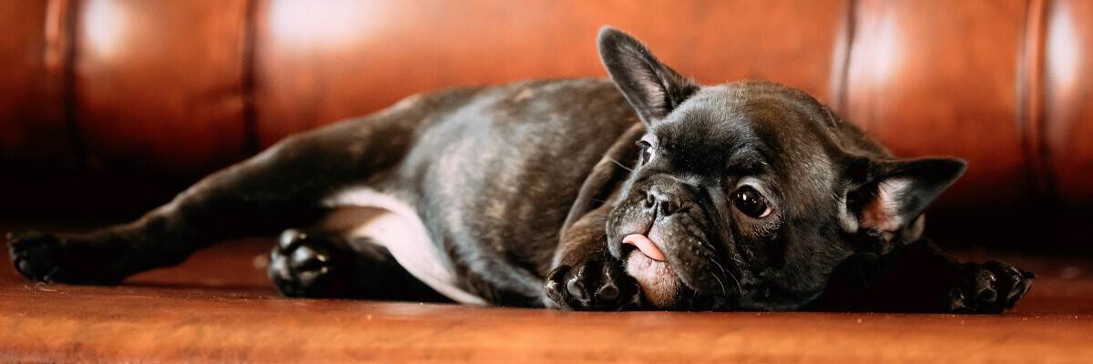 Why Do Frenchies Farts Smell So Bad? And What You Can Do. 1