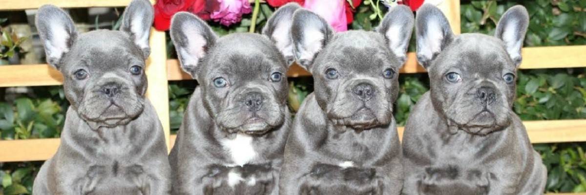 What to know about blue French Bulldogs? 1