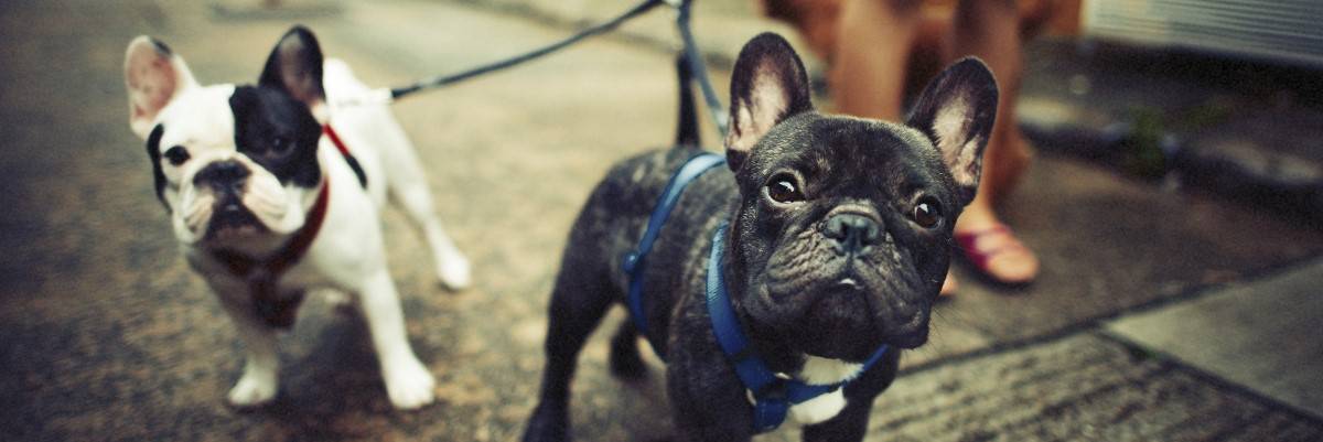 Facts About French Bulldogs 1