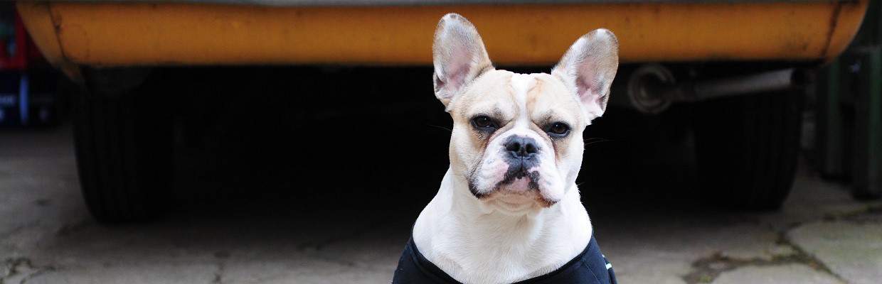 Why is my French bulldog getting aggressive? - What To Do 1