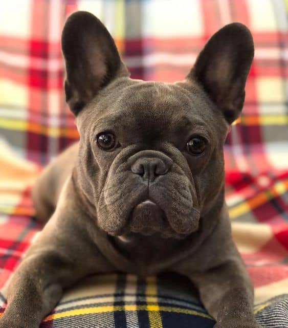 French Bulldog Colors: The Rare and Unique 4