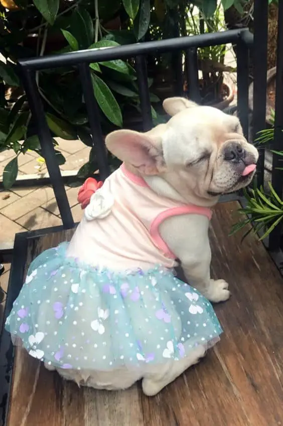 Best Girl French Bulldog Names & Their Meanings