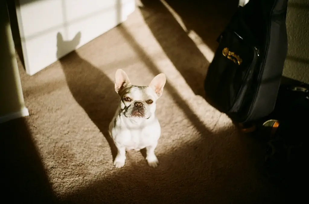 Are French Bulldogs good for first-time owners? 3