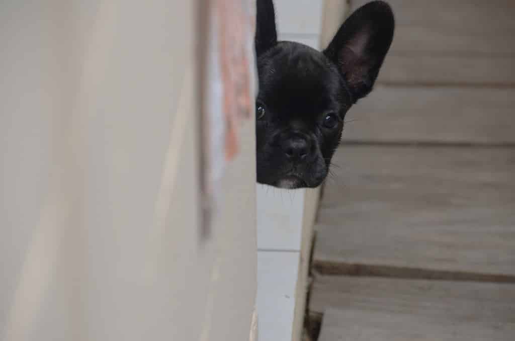 Why Is My French Bulldog So Scared? How To Fix. 2