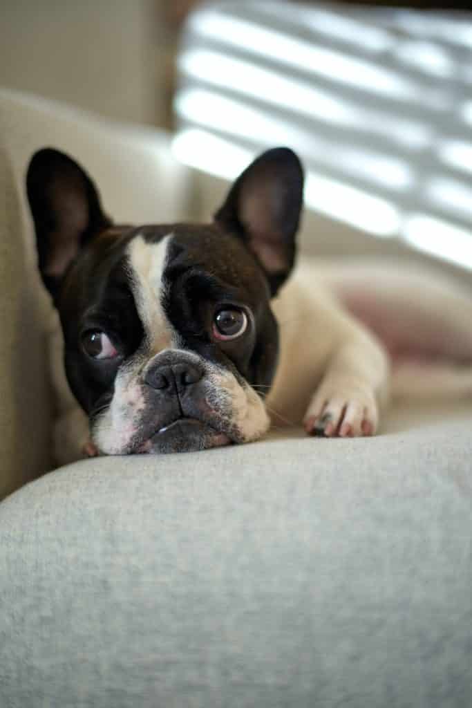 Best Boy French Bulldog Names & Their Meanings