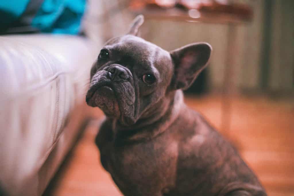 French Bulldog Puppy: What To Know Before You Buy