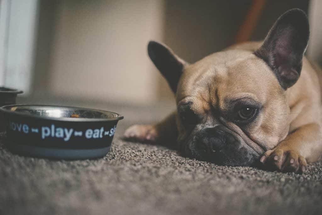 My French Bulldog Is Not Eating. What To Do. 2