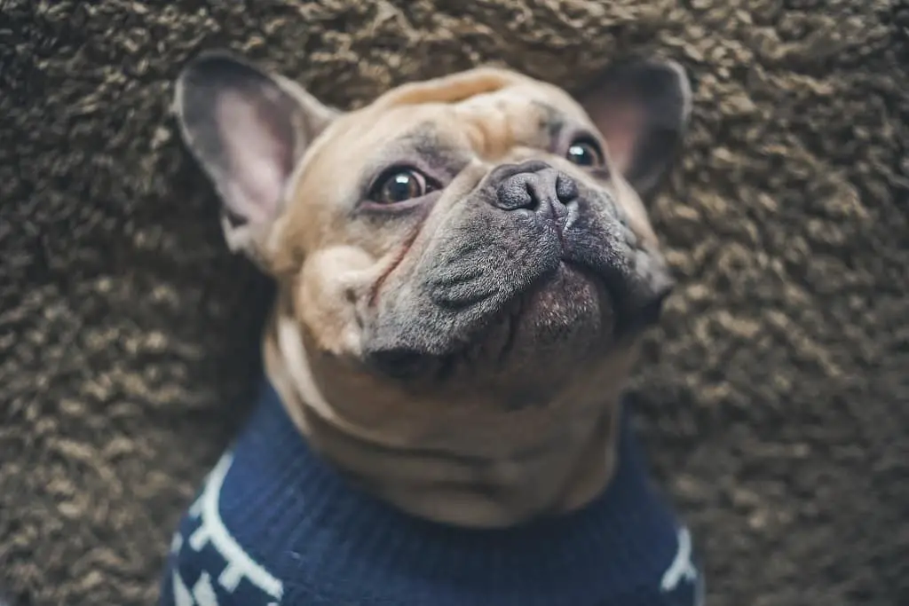 The Cost of a French Bulldog: The Factors that Affect the Price! 2