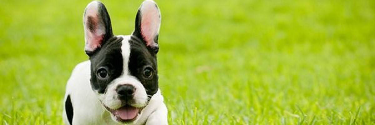 French Bulldog Clean Ears
