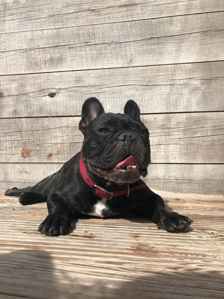 What are French bulldog's personalities like? 3