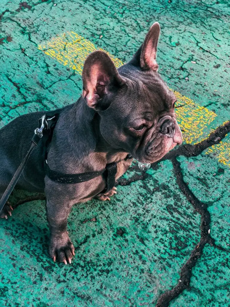 What to know about blue French Bulldogs? 2