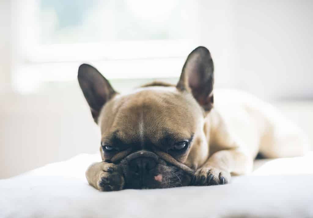 Are French Bulldogs good for first-time owners? 2