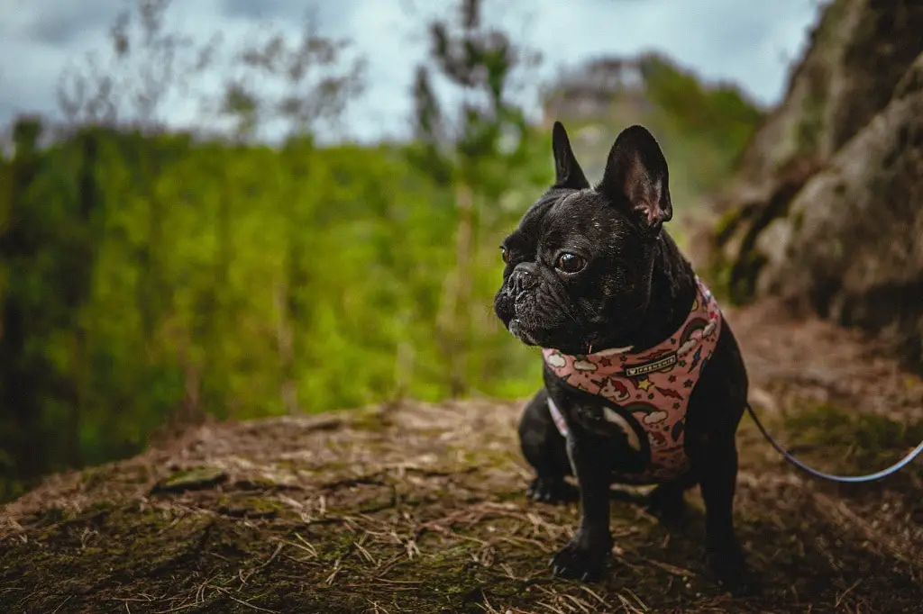Can French Bulldogs go on long walks? 2