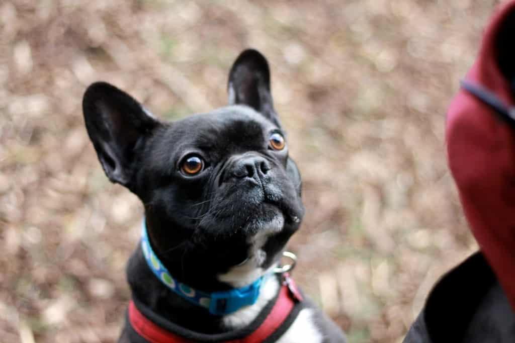 Are French bulldog easy to train? -Where To Start 2