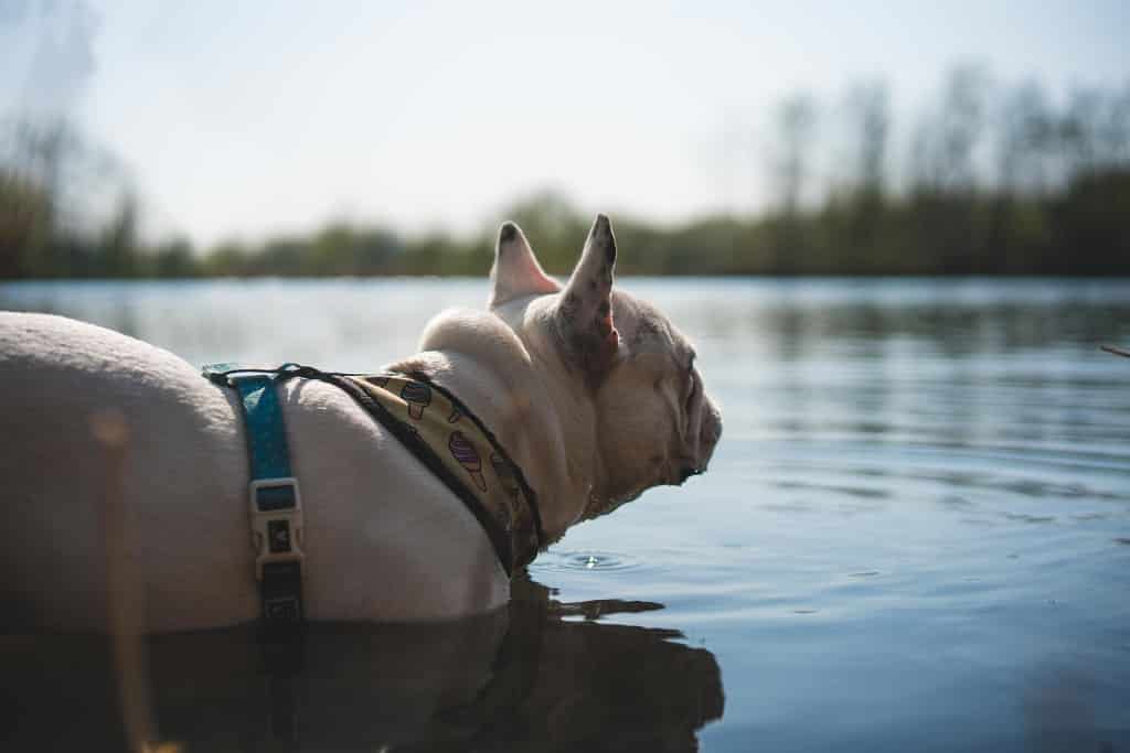 Are French Bulldogs Good For Hiking? A Few Good Tips. 3