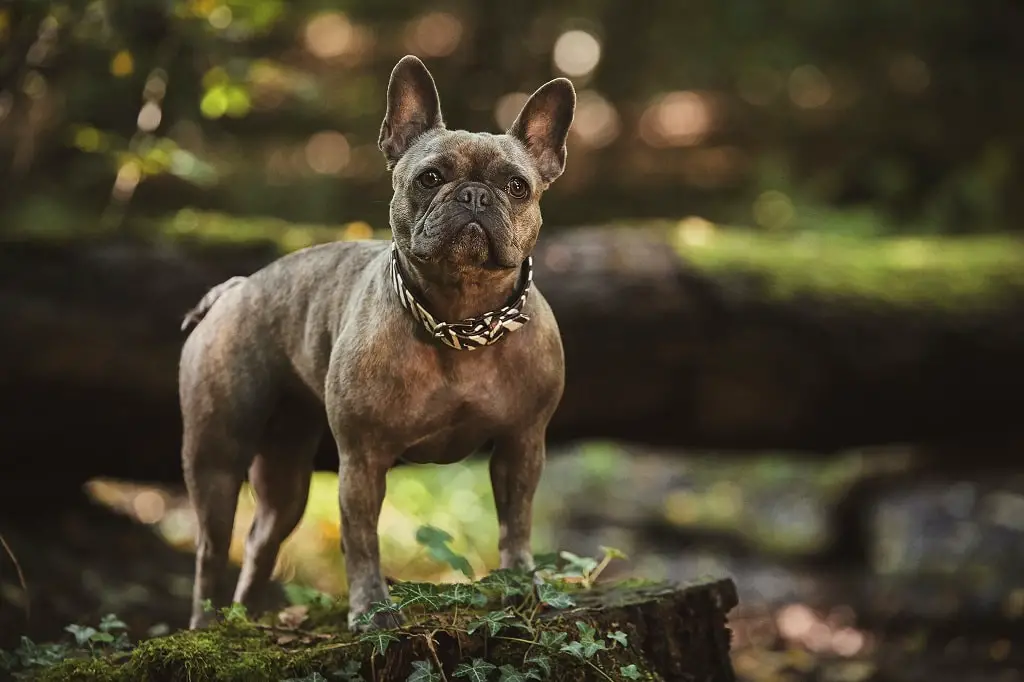 What are French bulldog's personalities like? 2