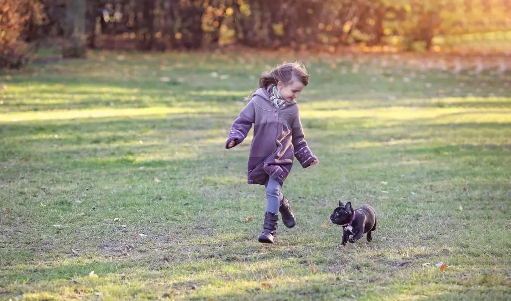 Are French Bulldogs Good With Kids?- Learn Today