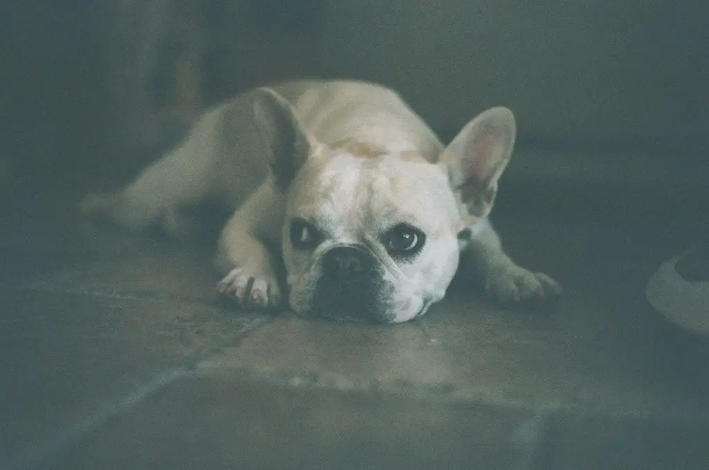 My French Bulldog Keeps Throwing Up - What To Do!