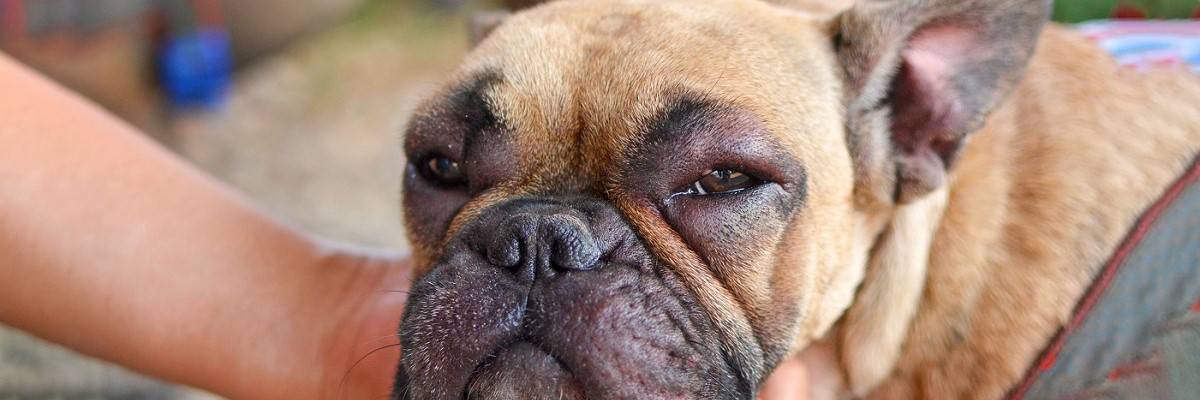French Bulldog Bloodshot Eyes
