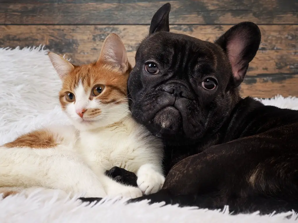 How To Introduce A French Bulldog To A Cat