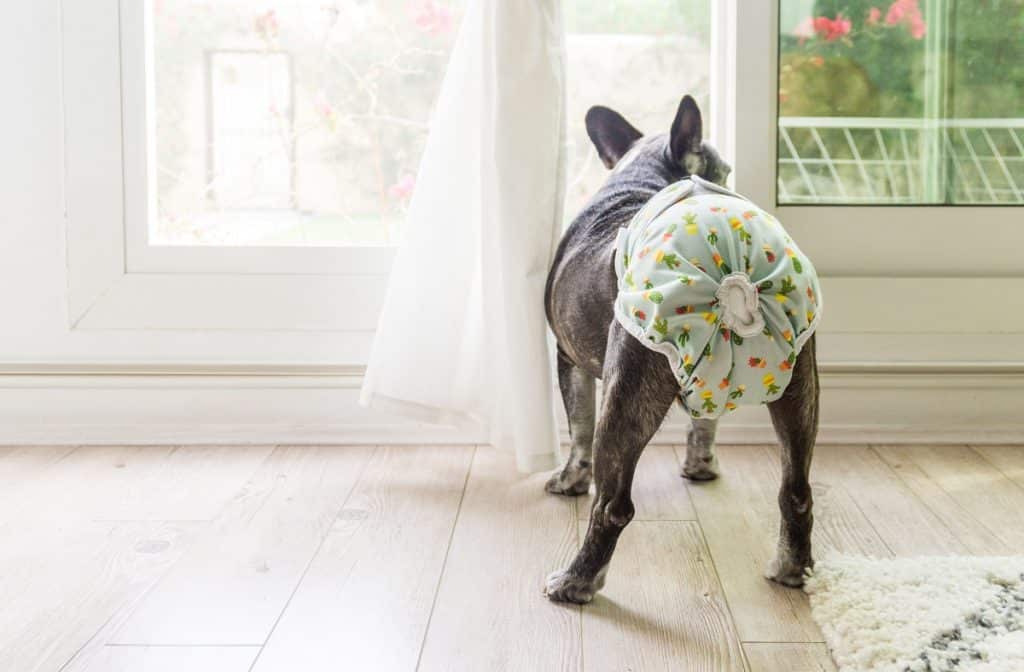 Best Frenchie Diapers - Our Top 5