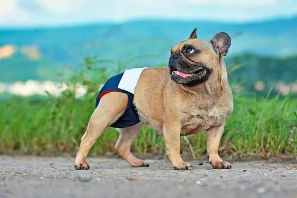 Best French Bulldog Diapers - Our Top 5