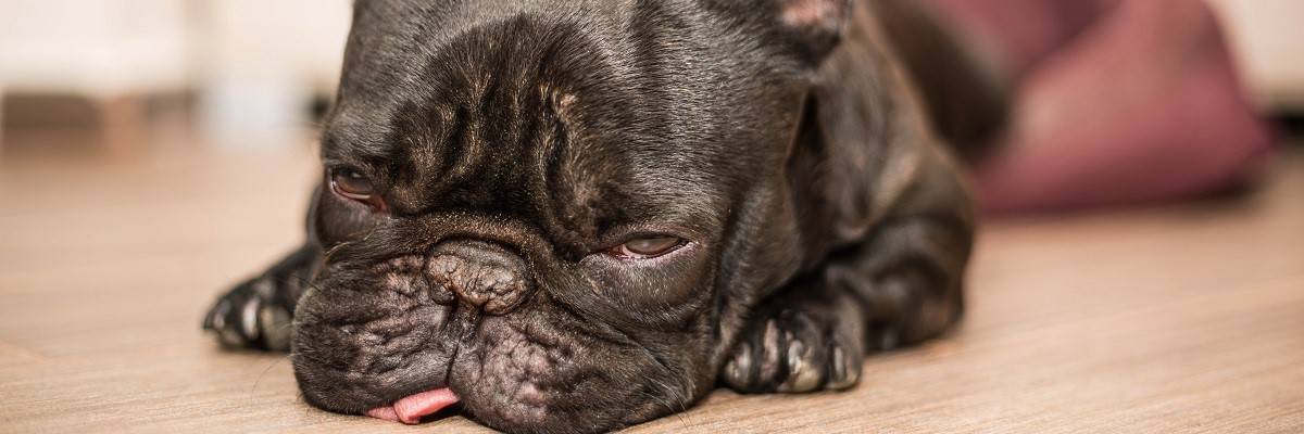 My French Bulldog Got Stung By A Bee - What To Do! 1