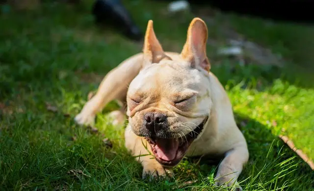 My French Bulldog Keeps Gagging - What To Do!
