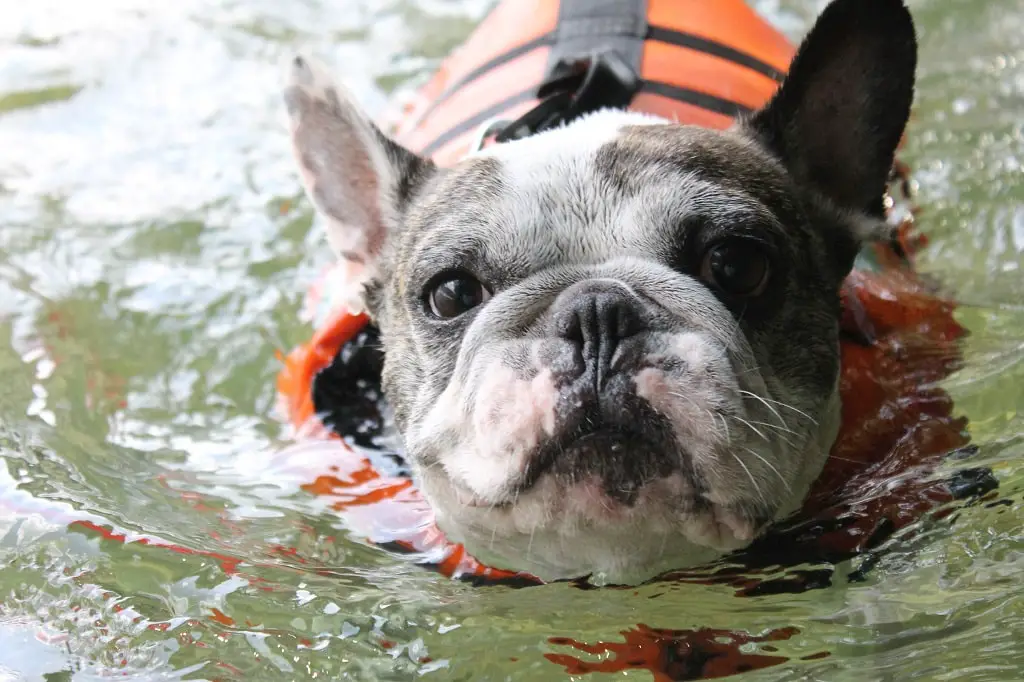 Can French Bulldogs Swim? Tips to Help Them. 3