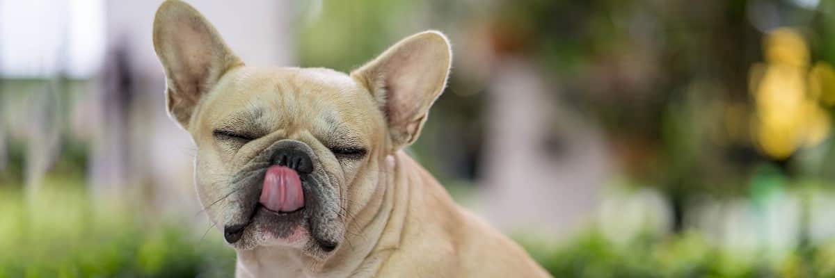 My French Bulldog Ate Weed - What To Do! 1
