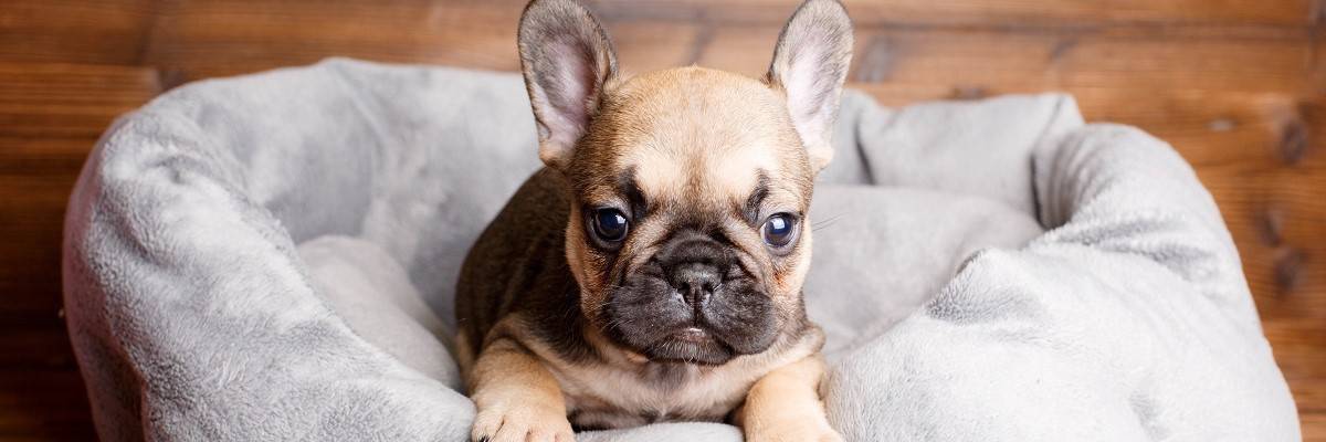 Warm Winter Beds For You French Bulldog - Our Top 5 1