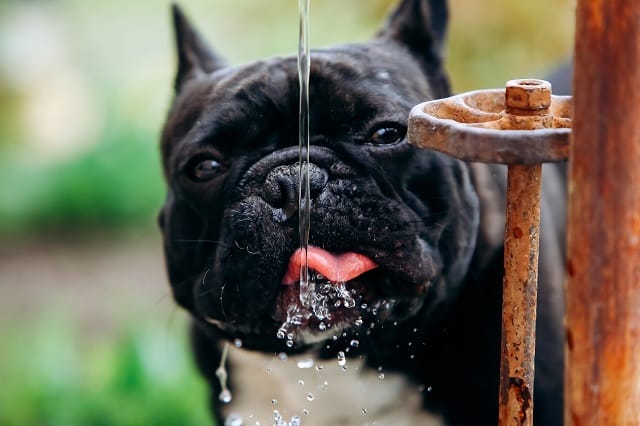 My French Bulldog Is Not Drinking