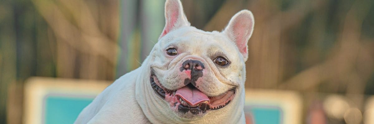 Why Is My French Bulldog Breathing So Fast? - Find Out Now! 1