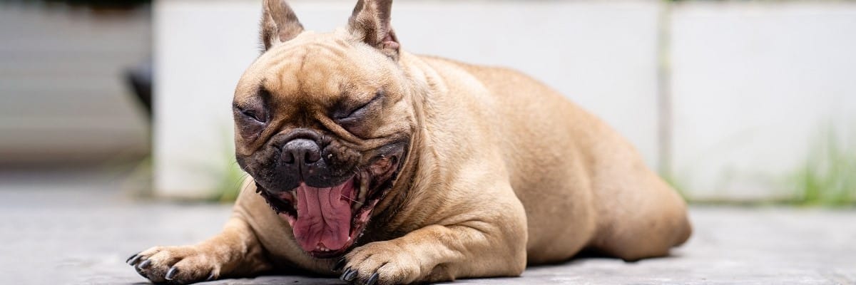 My French Bulldog Keeps Gagging - What To Do! 1
