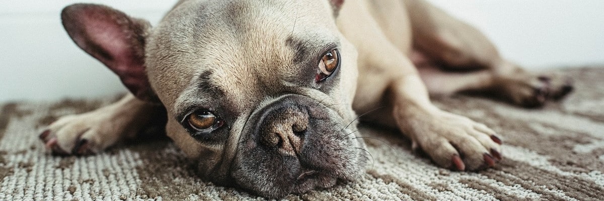 My French Bulldog's Nose Is Dry - What To Do 1