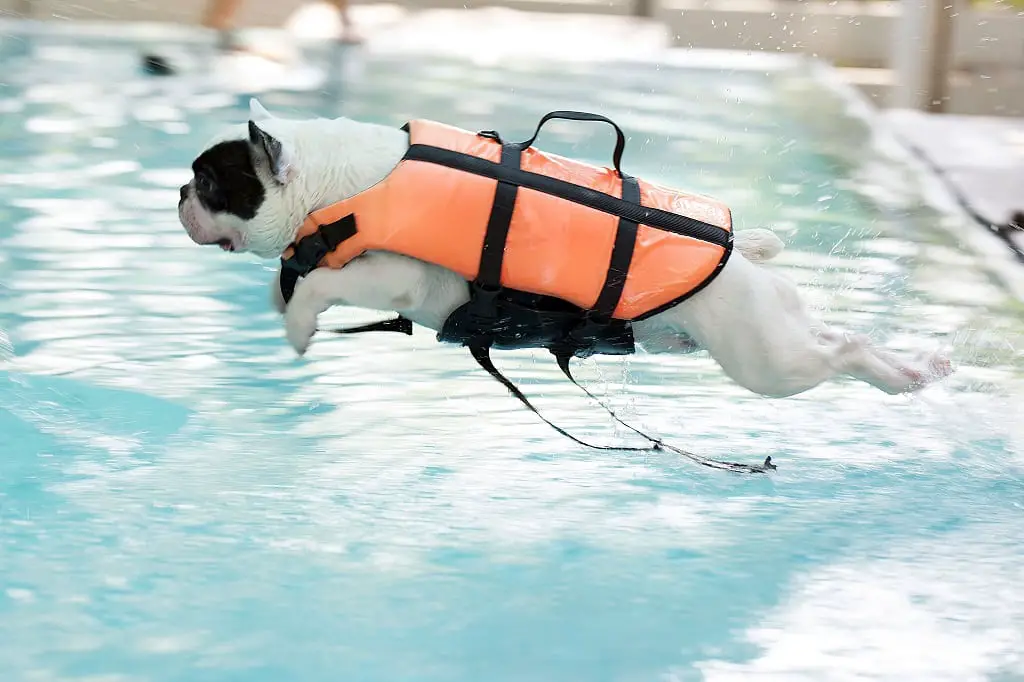 can french bulldogs swim