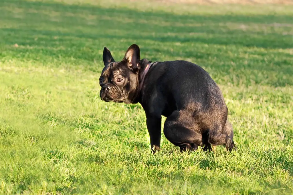 My French Bulldog Is Constipated 