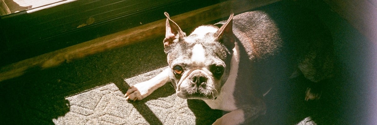 My French Bulldog Is Bleeding From Anus - What To Do! 1