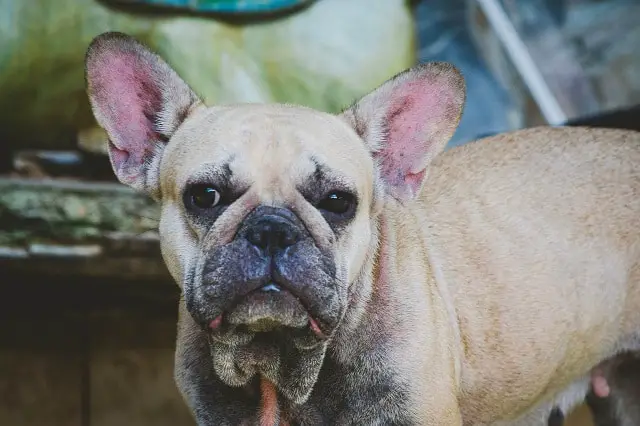 How To Know When To Put Your French Bulldog Down