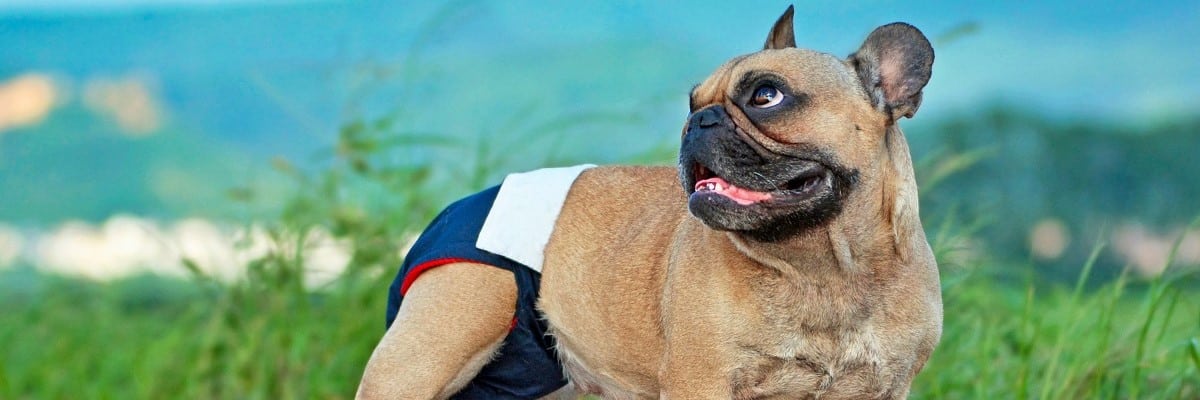 French Bulldog Periods - What You Should Know