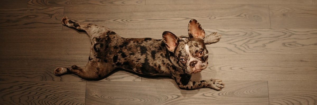 Why Do French Bulldogs Sit Funny - Is Something Wrong?
