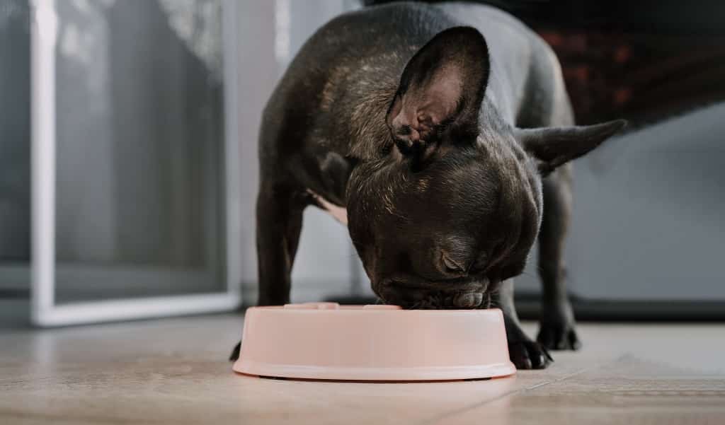 My French Bulldog Is Always Hungry - What Is Going On? 1