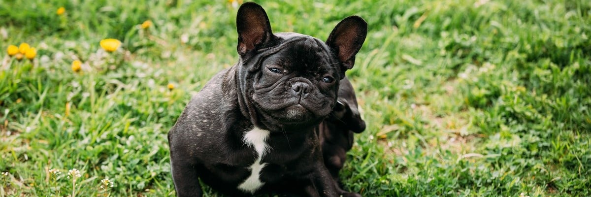 French Bulldog Allergies - Top Products That Help!