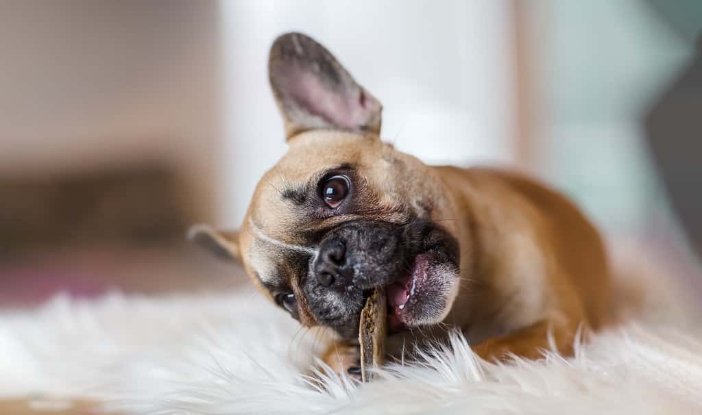 My French Bulldog Is Always Hungry - What Is Going On? 2