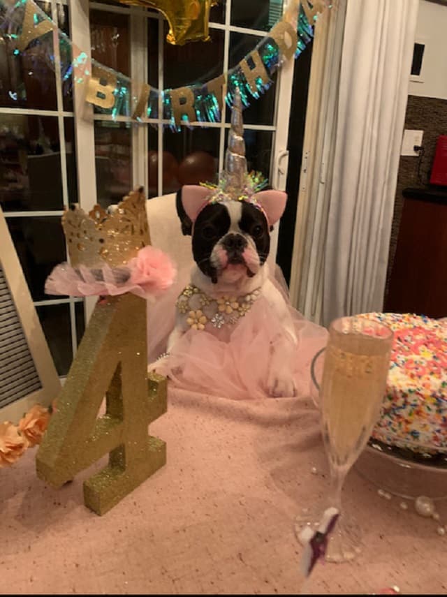 French Bulldog Birthday Party - How To Host 6