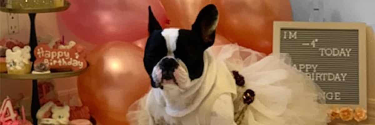 French Bulldog Birthday Party - How To Host