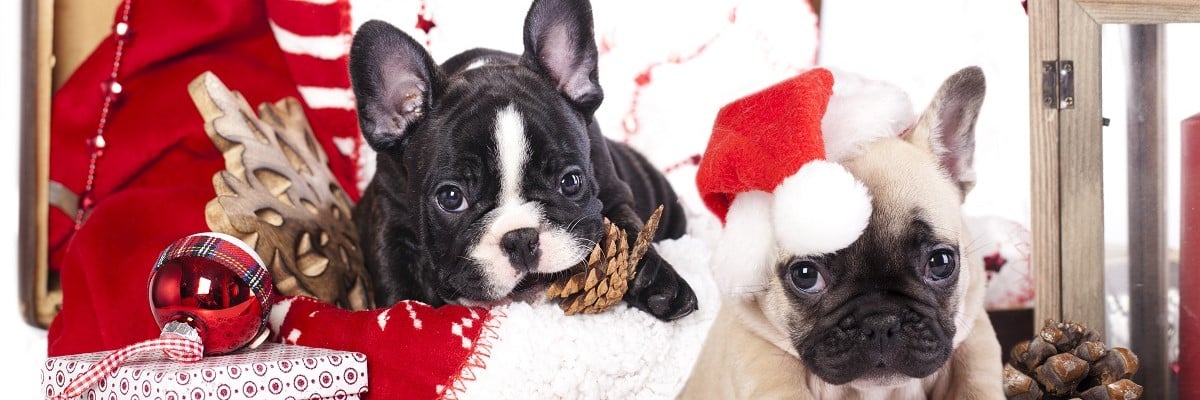 French Bulldog Christmas Shopping - Our Picks