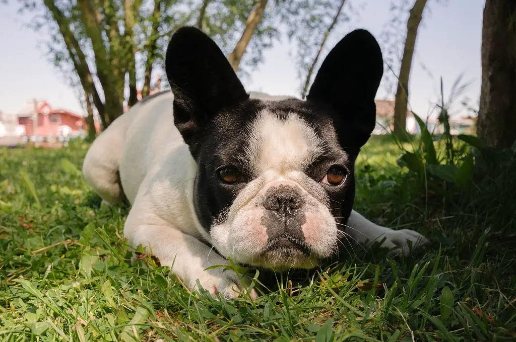 Grass Allergies In Your French Bulldog