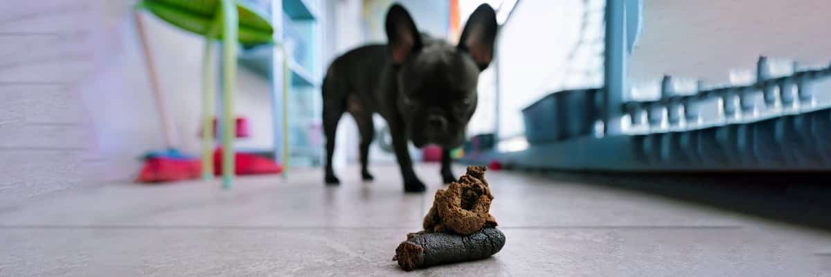 My French Bulldog Keeps Pooping in The House